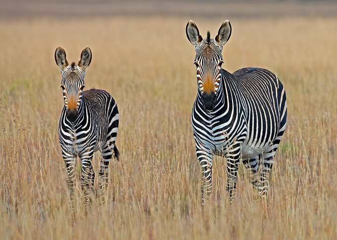 Zebra Animal at the Field