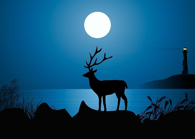 Deer Cute Animal