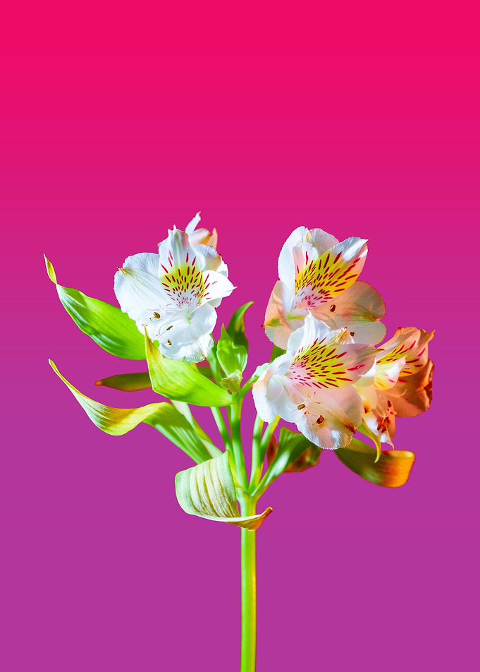 Beautiful Flowers