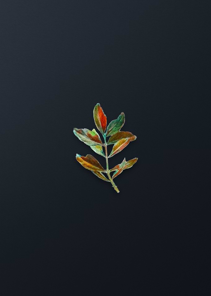 Buxus Colchica Twig Flower