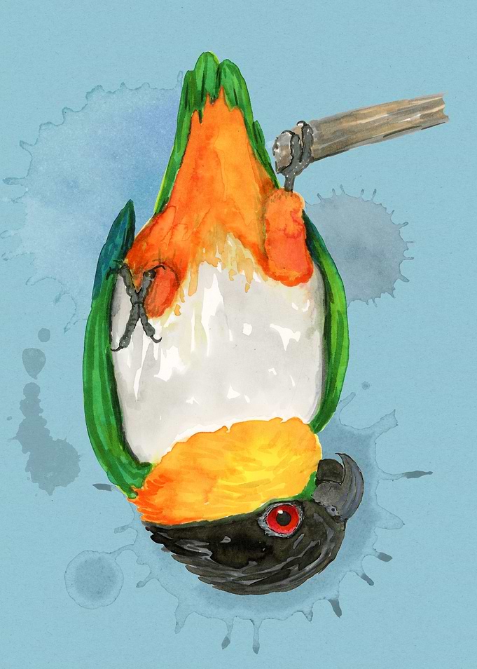 A blackheaded caique