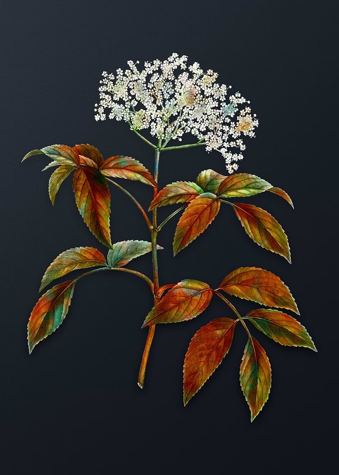 Elderberry Flowering Plant