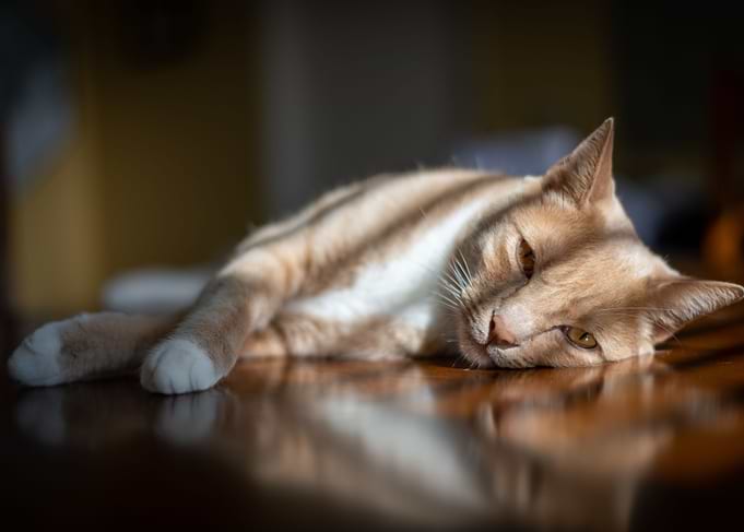 Cat Cats Feline Kitty
