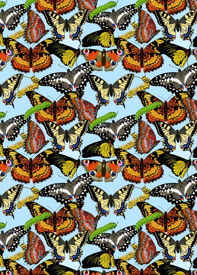 Butterfly pattern