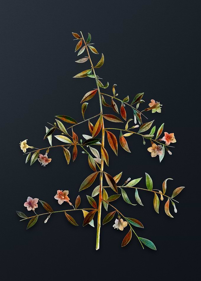 Vintage Goji Berry Branch