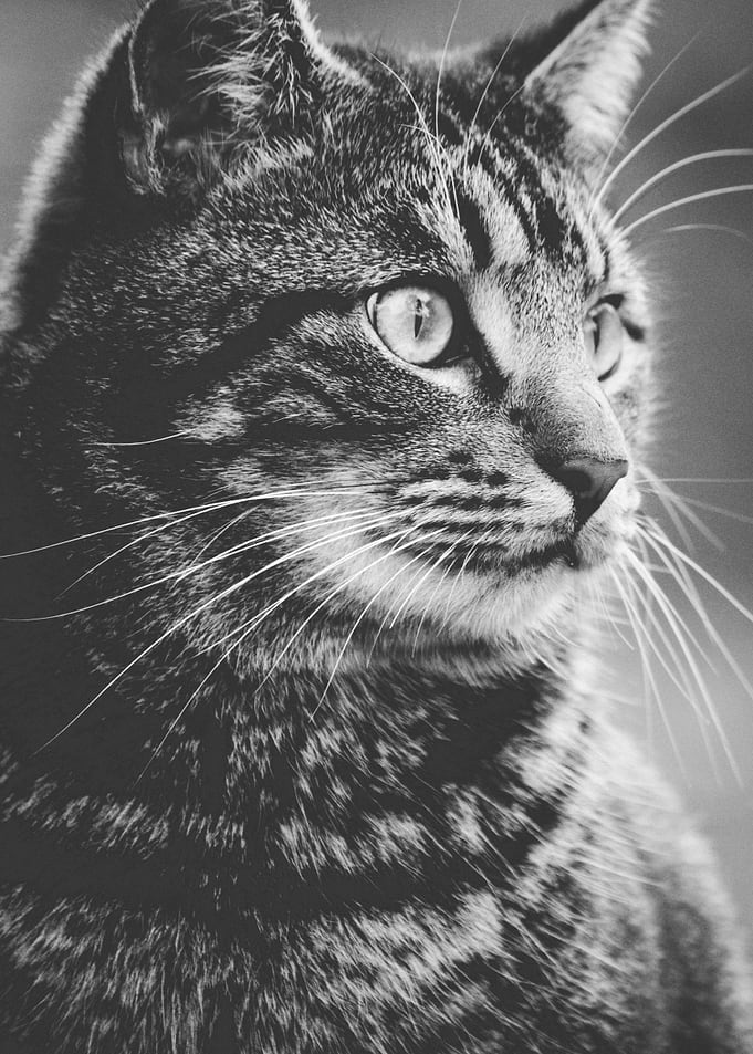 Cat Cats Feline Kitty