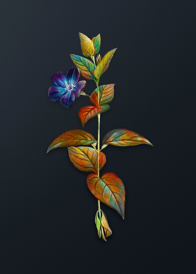 Greater Periwinkle Flower