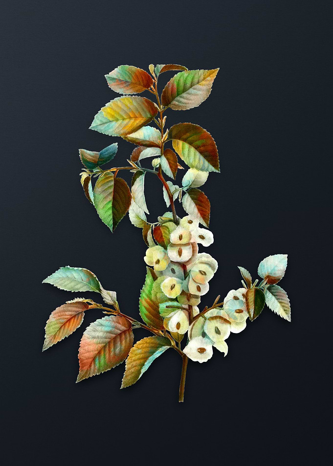 Vintage Field Elm Flower