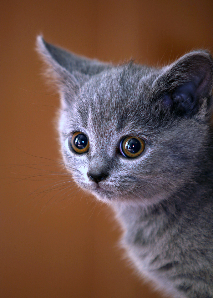 Cat Cats Feline Kitty