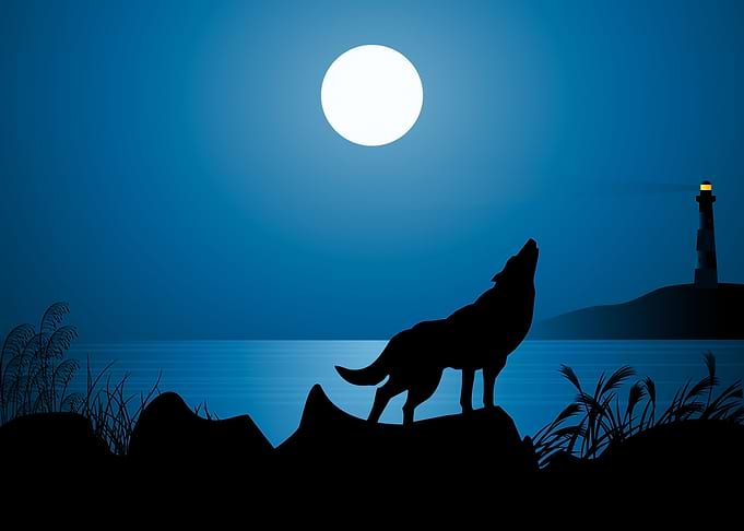 Wolf Cute Animal