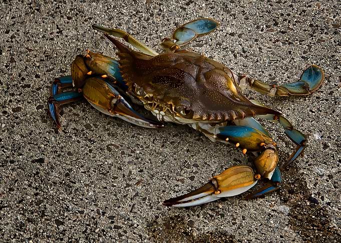 Crab