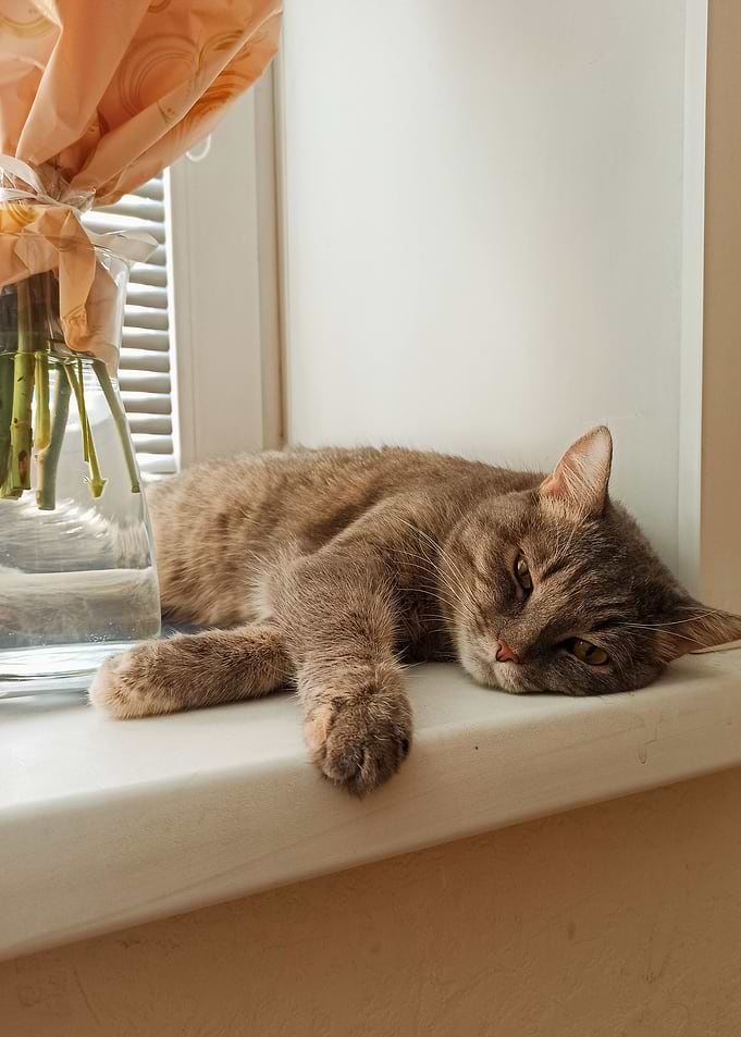 Cat Cats Feline Kitty