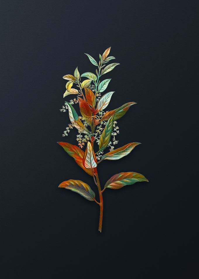 Vintage Evergreen Oak