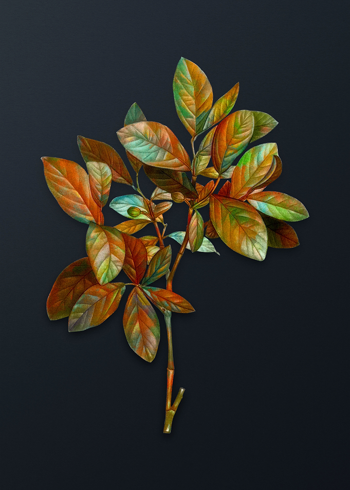 Eastern Leatherwood Flower
