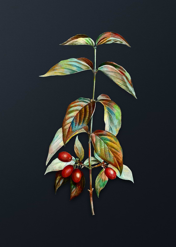 Vintage Cornelian Cherry