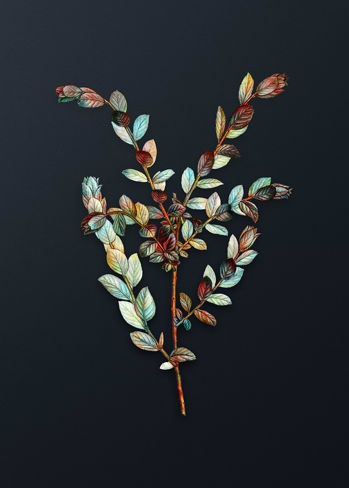 Vintage Creeping Willow
