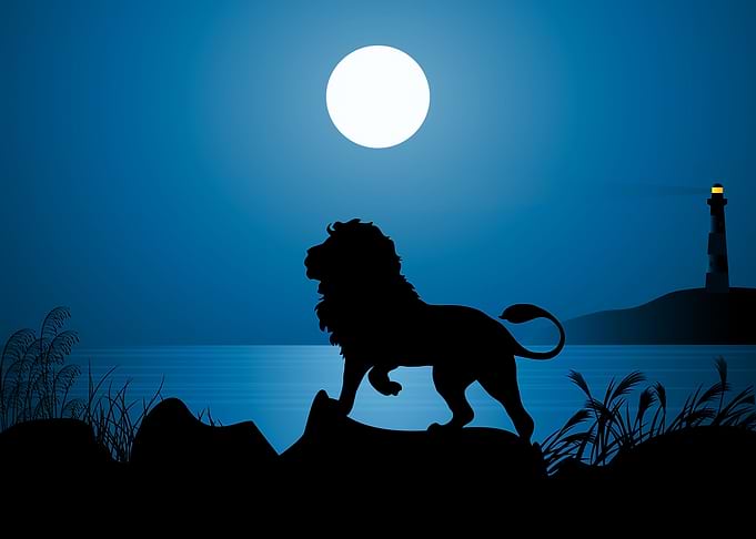 Lion Cute Animal