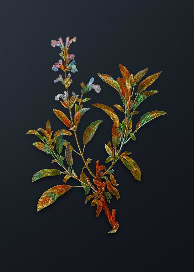 Vintage Garden Sage Flower