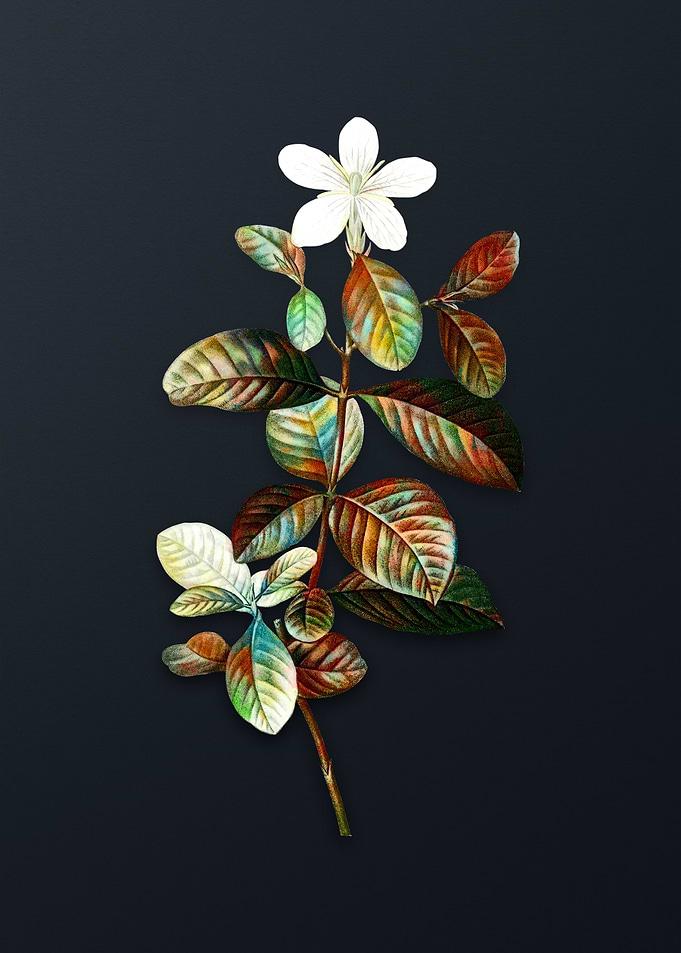 Vintage Gardenia Flower