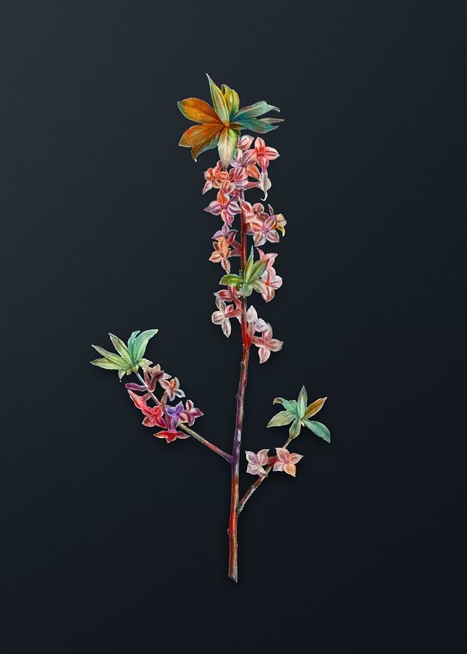 February Daphne Flowers