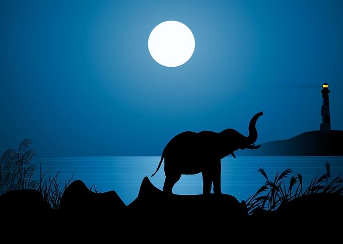 Elephant Cute Animal