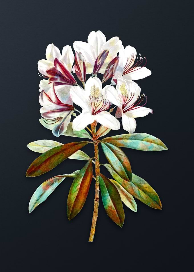 Common Rhododendron Flower