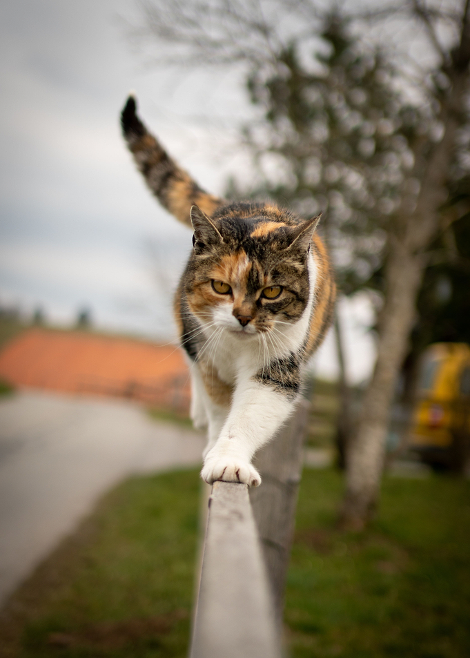 Cat Cats Feline Kitty