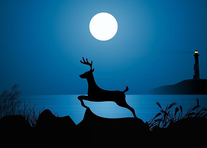 Deer Cute Animal
