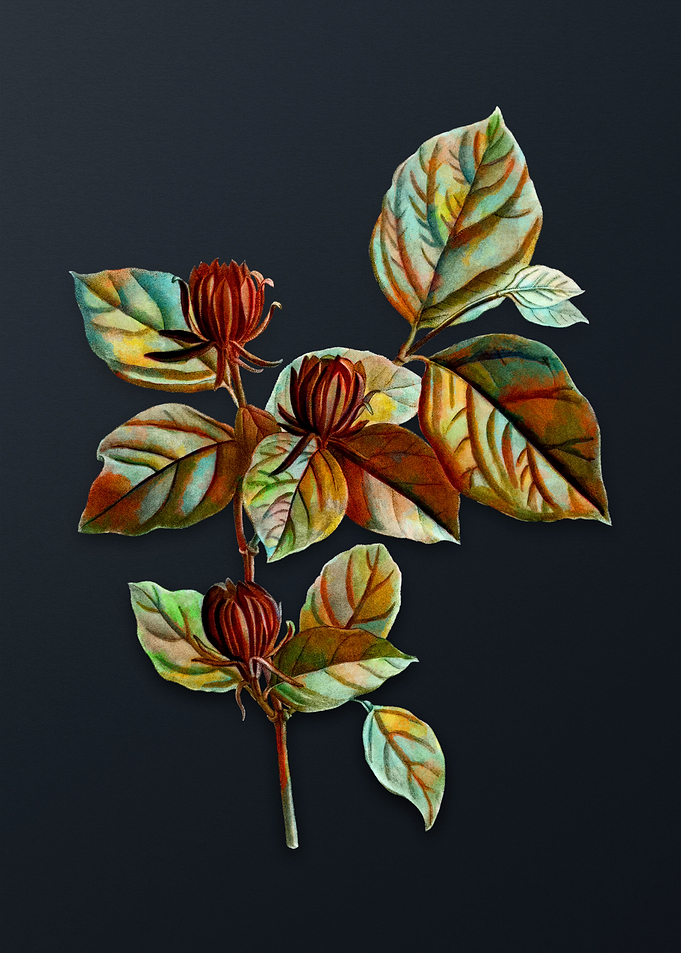 Carolina Allspice Flower