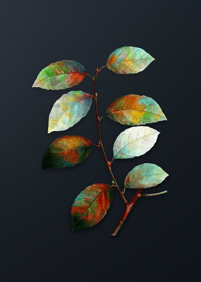 Vintage Eared Willow