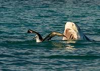 Shark Food