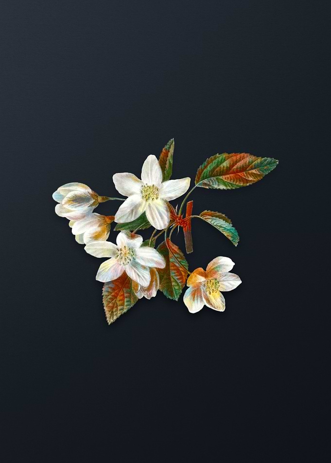 Vintage Crabapple Flower