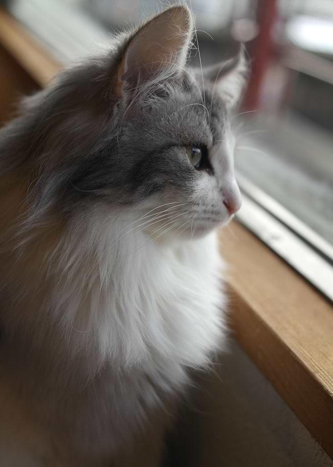 Cat Cats Feline Kitty