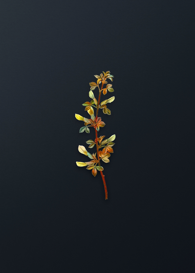 Vintage Common Cytisus