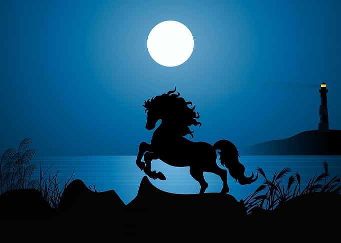 Horse Cute Animal