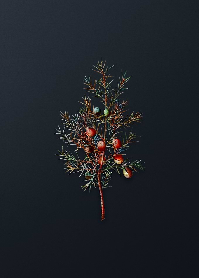 Vintage Common Juniper