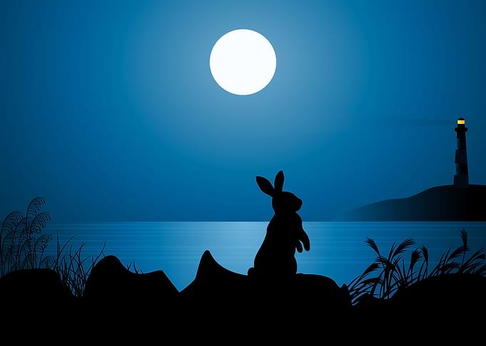 Rabbit Cute Animal