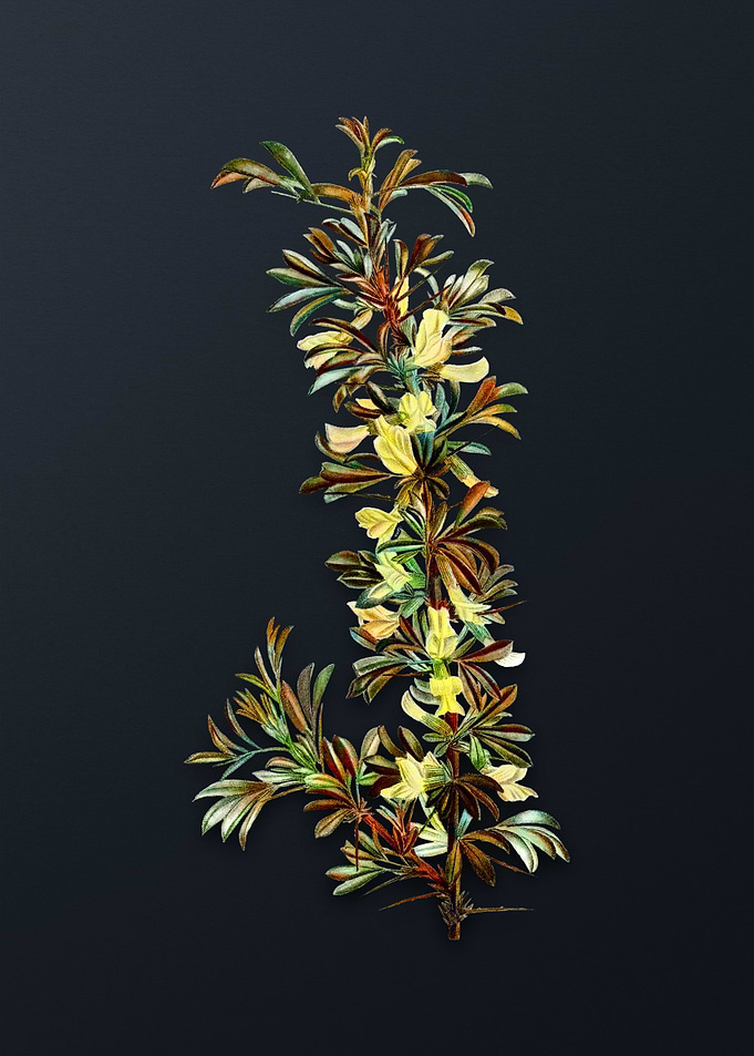 Vintage Caragana Spinosa