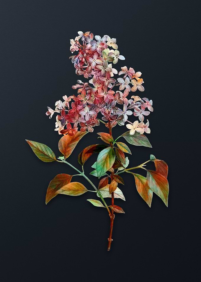 Vintage Chinese Lilac