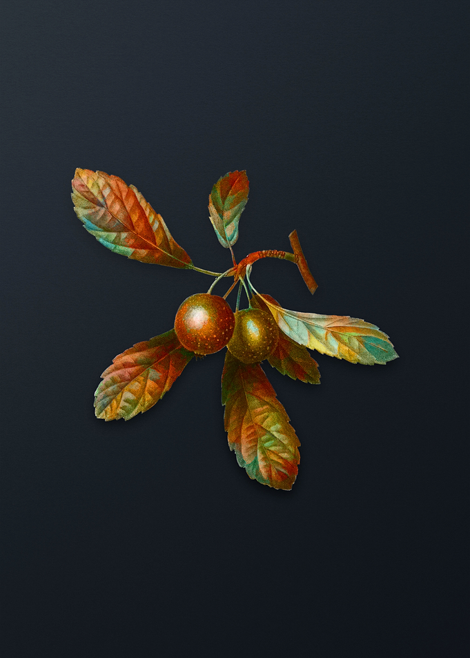 Vintage Crabapple Flower