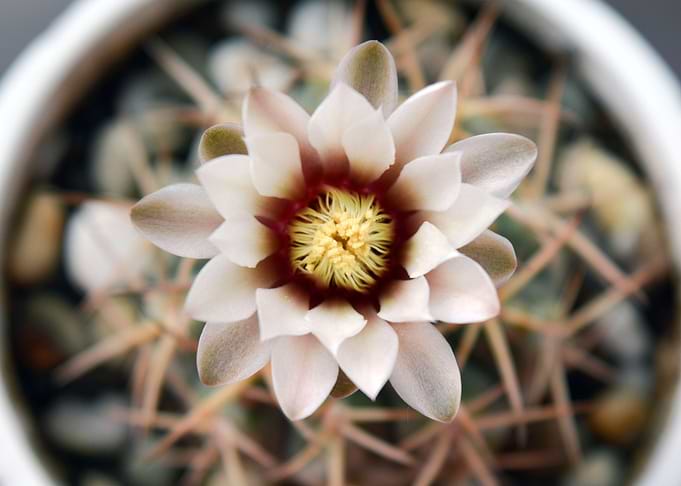 Cactus flower