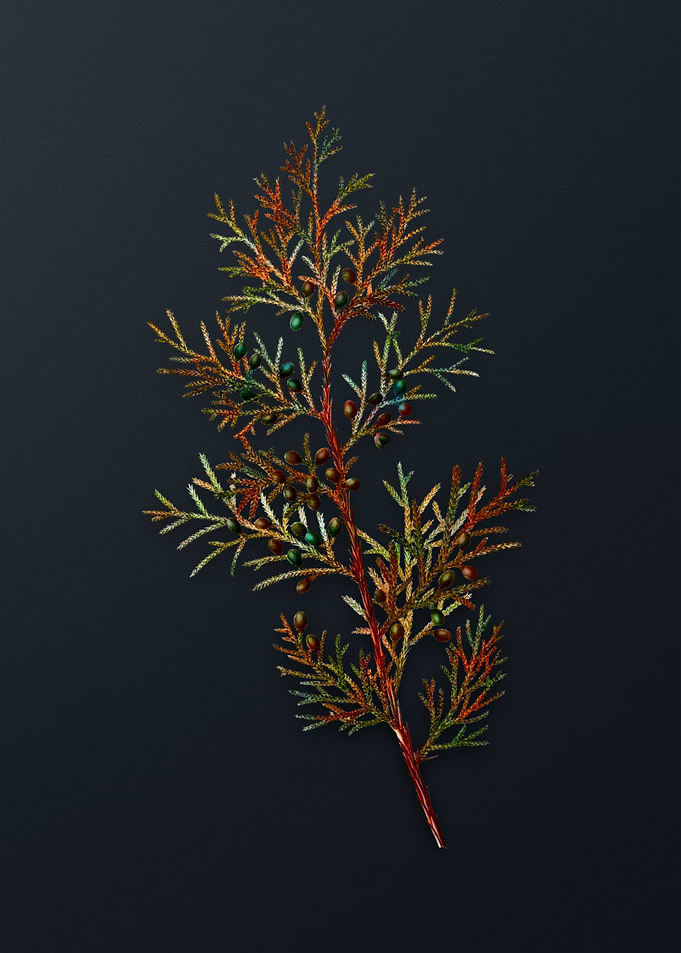Vintage Virginian Juniper