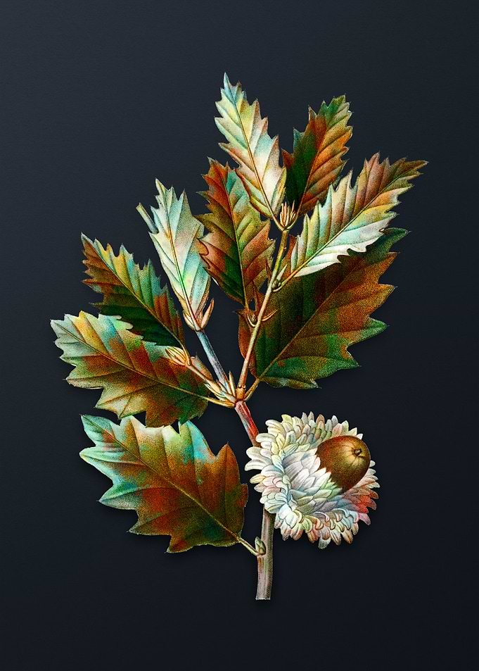 Vintage Valonia Oak Flower
