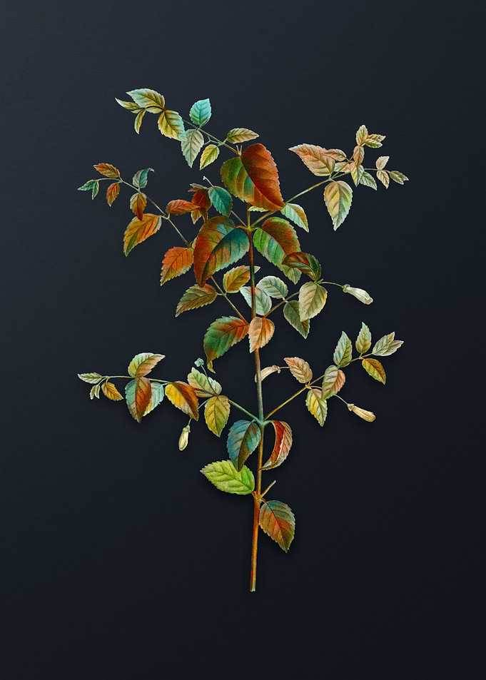 Vintage Tree Fuchsia