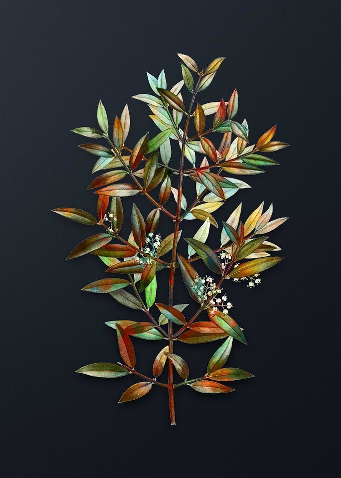 Phillyrea Tree Branch