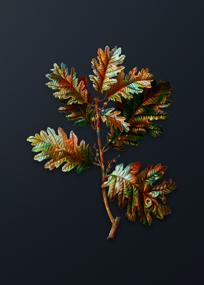 Vintage Hungarian Oak