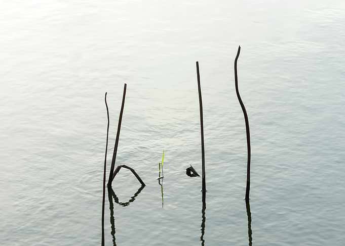 Beautiful remnants of lotu