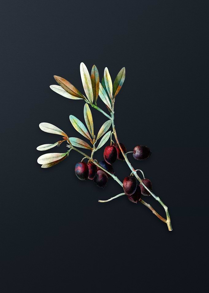 Vintage Olive Tree Branch