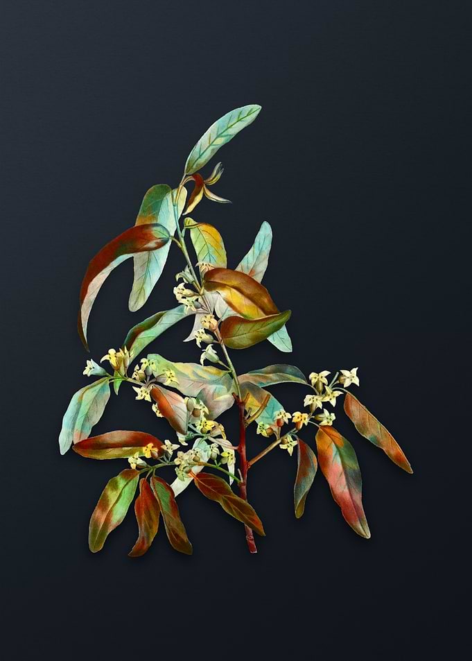 Vintage Russian Olive