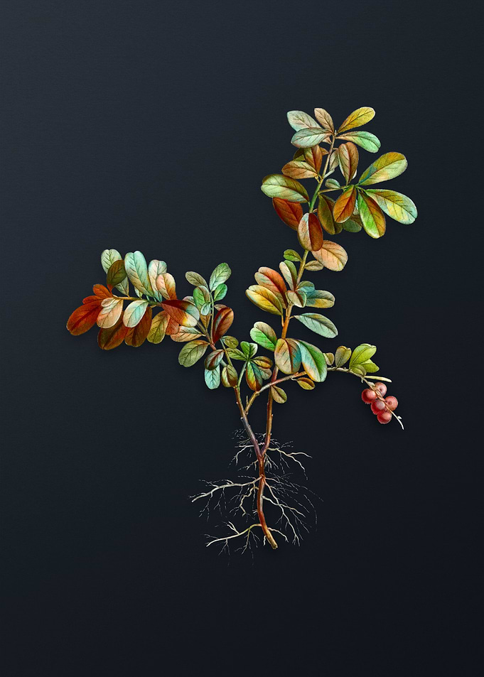 Vintage Lingonberry Flower
